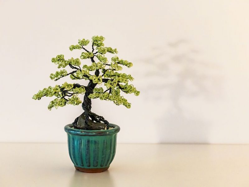 Bogaris Bonsai Bogaris Bonsai